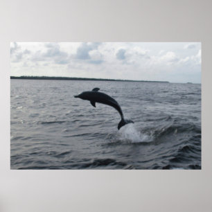 Leaping Dolphin Poster