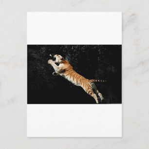 Leaping Tiger Amazing Photo Postcard