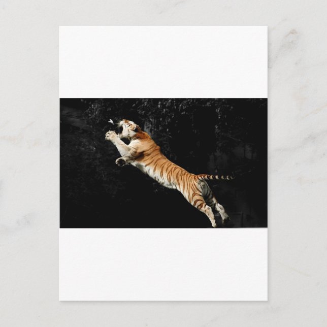 Leaping Tiger Amazing Photo Postcard (Front)