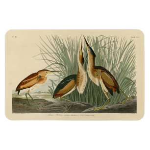 Least Bittern from Audubon's Birds of America Magnet