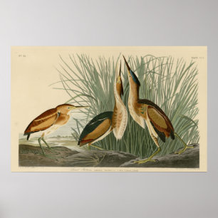 Least Bittern Poster