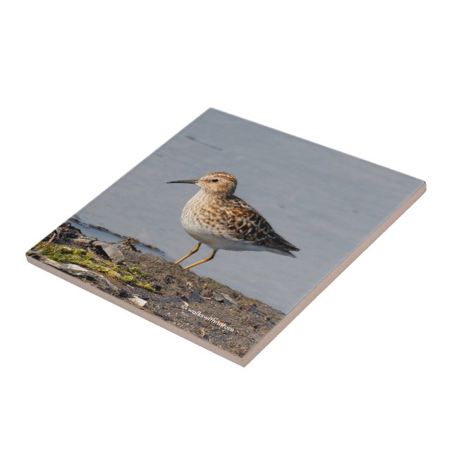 Least Sandpiper at Low Tide Tile (Side)