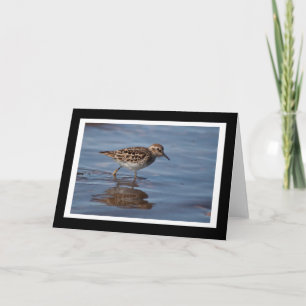Least Sandpiper Blank Greeting Card