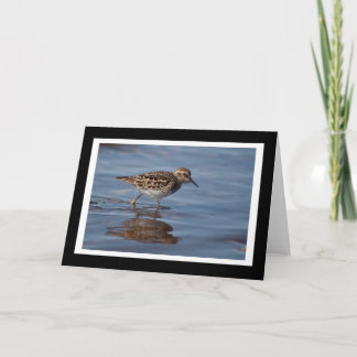 Least Sandpiper Blank Greeting Card