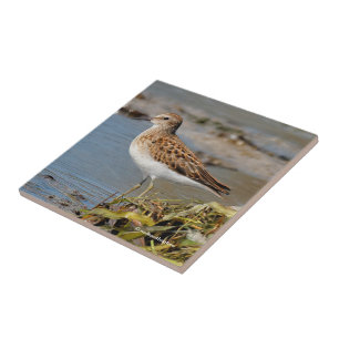 Least Sandpiper on the Mudflats Tile