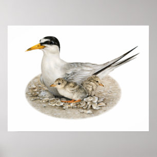 Least Tern with Chicks and Egg Poster