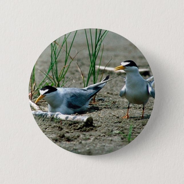 Least Terns 2 Inch Round Button (Front)