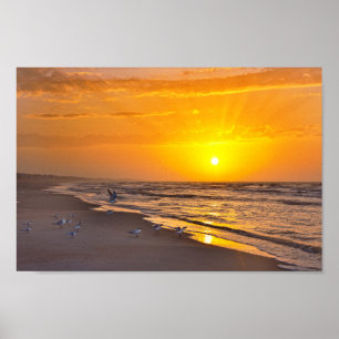 Least Terns on the Beach, Money Bayou Beach, Flori Poster