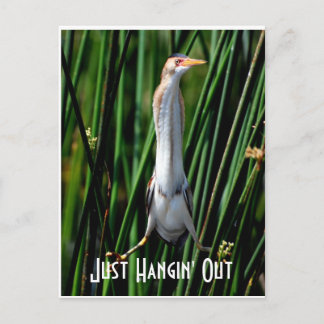leastbittern, Just Hangin' Out Postcard