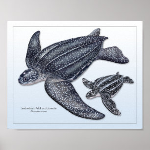 Leatherback Sea Turtle Adult and Juvenile Print