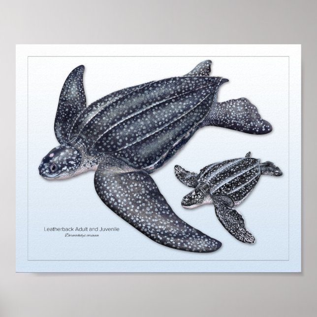 Leatherback Sea Turtle Adult and Juvenile Print (Front)