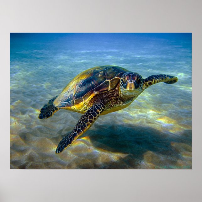 Leatherneck Sea Turtle Print (Front)