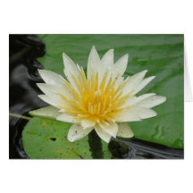 L'eau Lilly