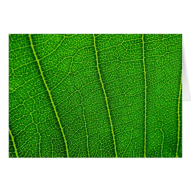 leaves (Front Horizontal)