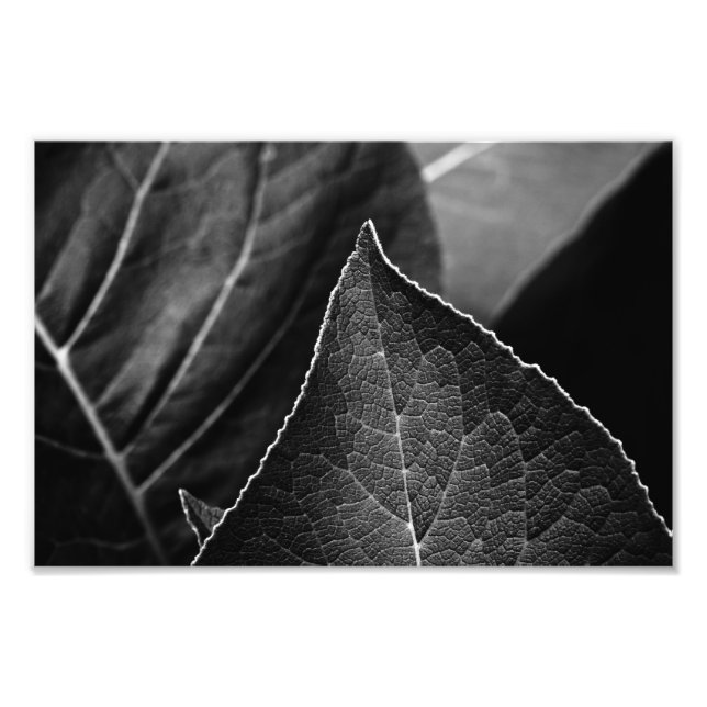leaves being photo print (Front)