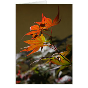 Leaves in Sunlight