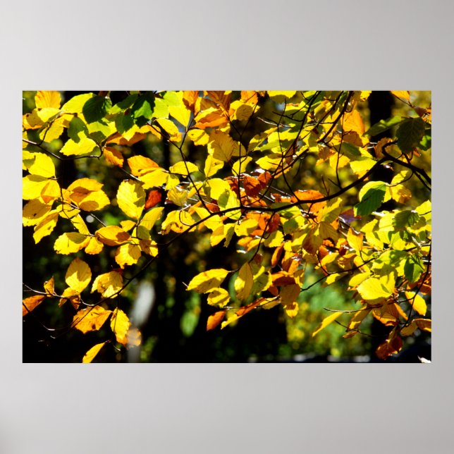 Leaves in the Fall Poster (Front)