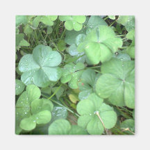 leaves in the rain