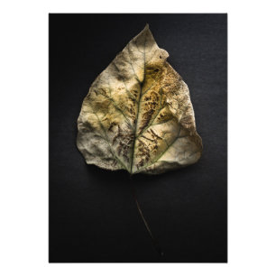 Leaves No 1 Colour Version Photo Print