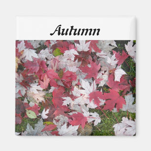 Leaves of Autumn Magnet