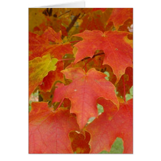 Leaves of Red