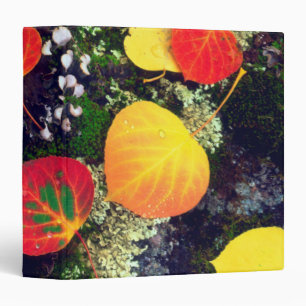 Leaves on a lichen covered rock, Rocky Mountains Binder