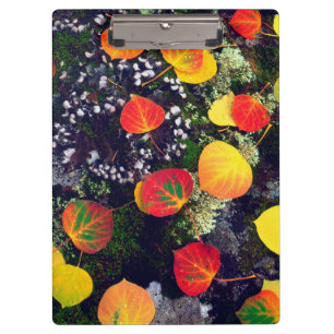 Leaves on a lichen covered rock, Rocky Mountains Clipboard