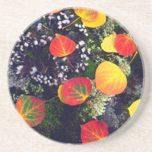 Leaves on a lichen covered rock, Rocky Mountains Coaster