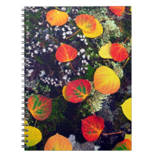 Leaves on a lichen covered rock, Rocky Mountains Notebook