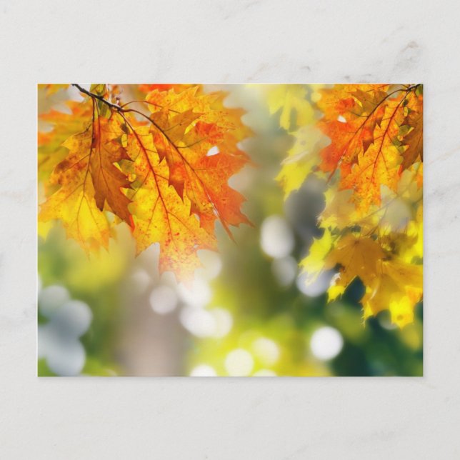 Leaves on the branches in the autumn forest postcard (Front)