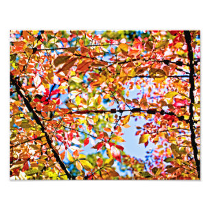 Leaves Photo Print