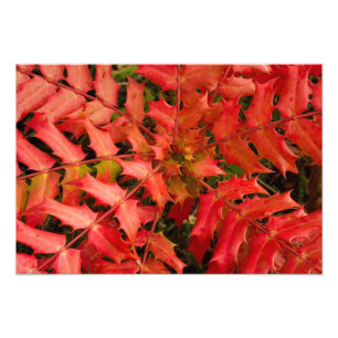 Leaves, Plant Stems, Foliage - Red Photo Print