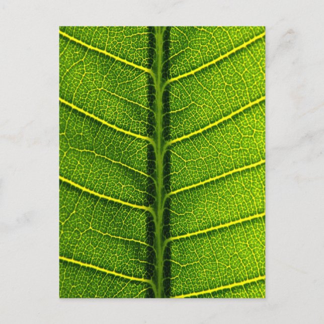 leaves postcard (Front)