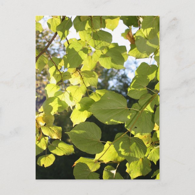 Leaves Postcard (Front)