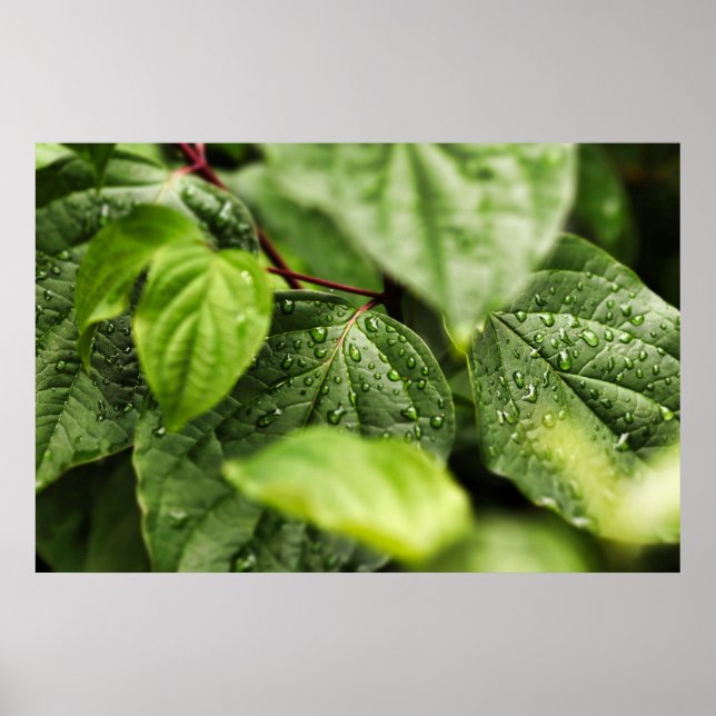 Leaves Poster (Front)