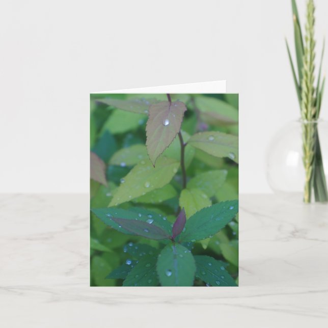 Leaves with Dew Card (Front)