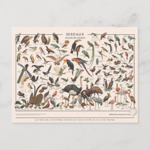 Leçons de choses les oiseaux postcard