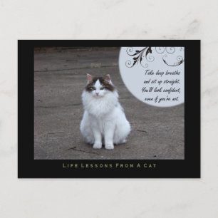Leçons de vie confiantes d'une carte postale de ch