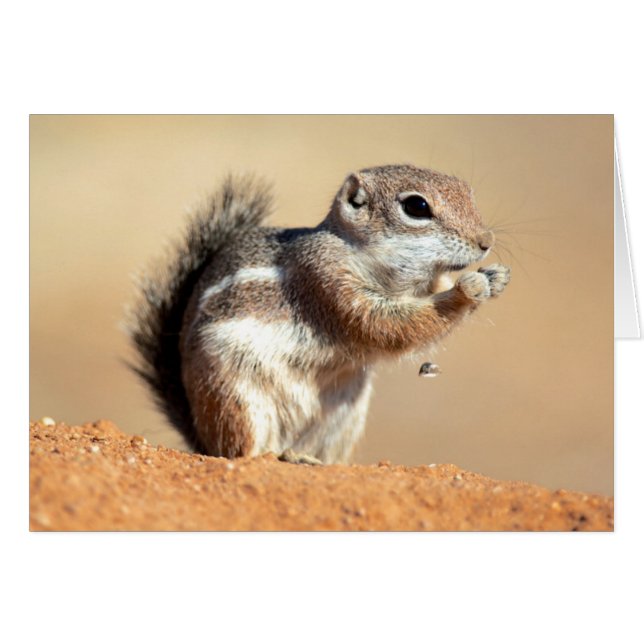 l'écureuil antilope de Harris (Ammospermophilus) (Devant horizontal)