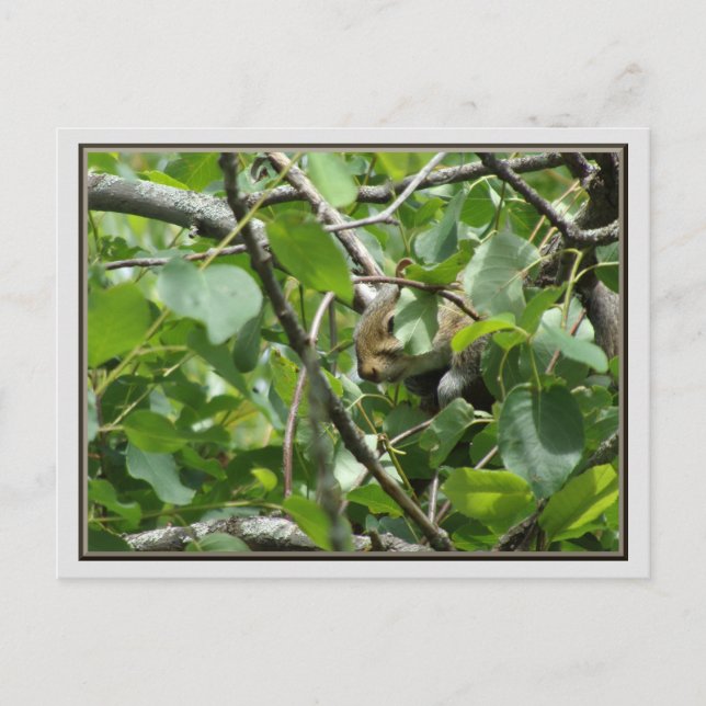 L'écureuil se cache dans une carte postale d'arbre (Devant)