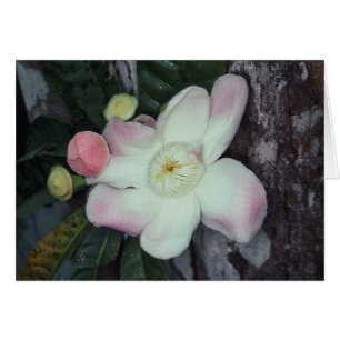 LECYTHIDACEAE : Gustavia Augusta