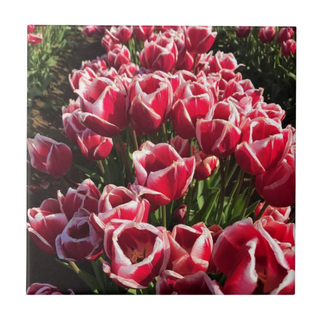 Leen Van Der Mark Tulips, Oregon Tile (Front)