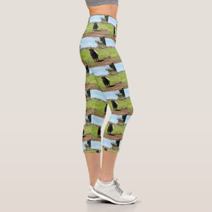 Leggings Capri Vache Galloway Dans Le Pays, Hautement Capris,