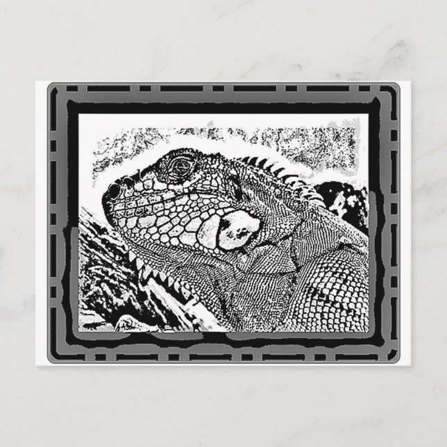 Leguan black/white postcard (Front)