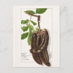 Legume (Ceratonia Siliqua L.) Fruit Painting Postcard