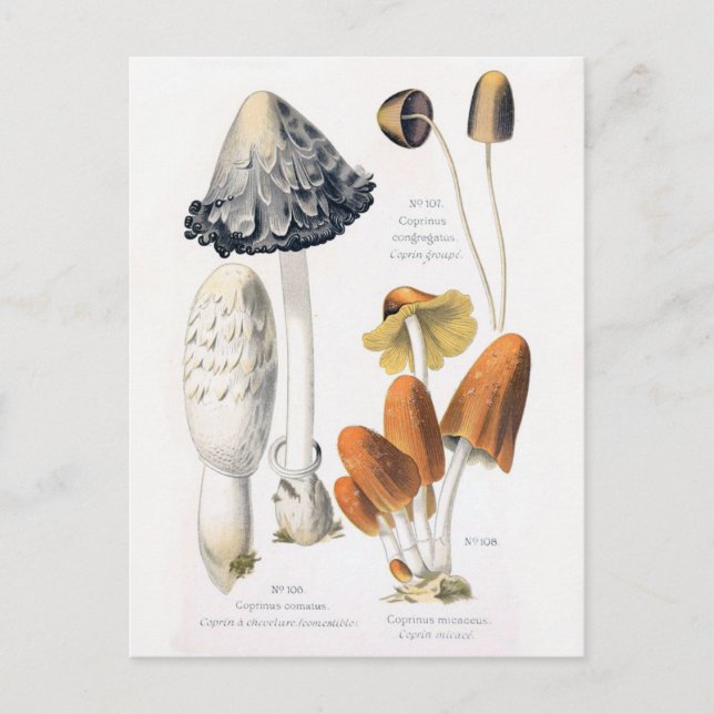 Légumes de champignons Carte postale Botanique Vin (Devant)