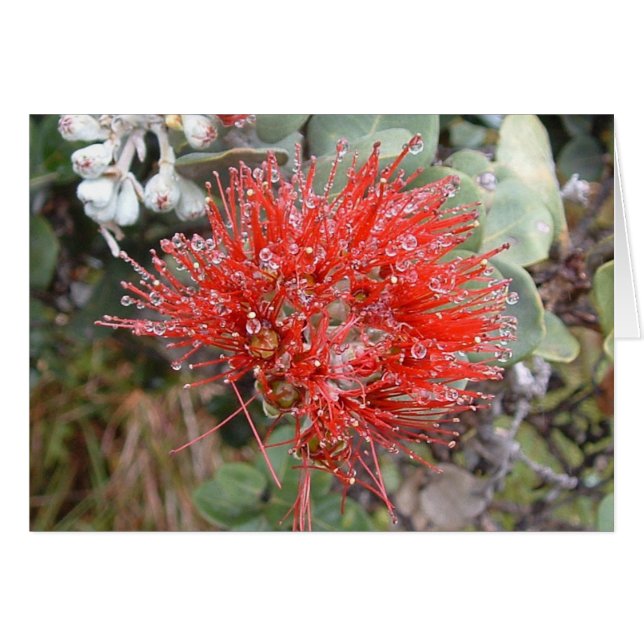 Lehua Blossom (Devant horizontal)