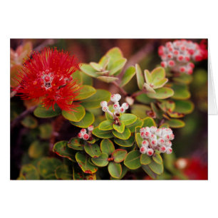 Lehua Blossoms In Hawaï Volcanoes