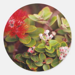 Lehua Blossoms In Hawaii Volcanoes Classic Round Sticker