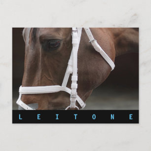Leitone Postcard